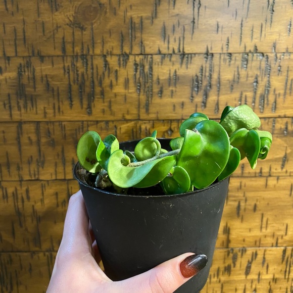 hoya carnosa compacta - Picture 2 of 2